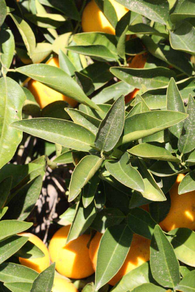            Sun leaves (Blanca Macetera, Riverside, CA)   